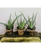 Aloe Trio Plants