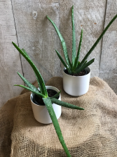 Aloe Vera in Ceramic Pot