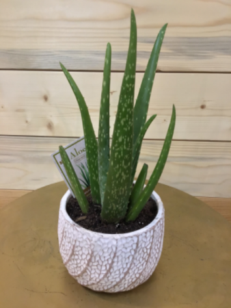 Aloe Vera