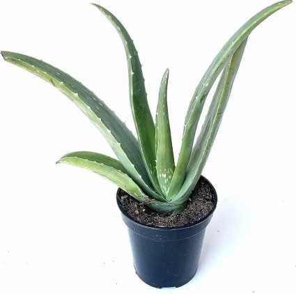 Aloe Vera Dish Garden