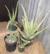 Aloe Vera  Healing Plant