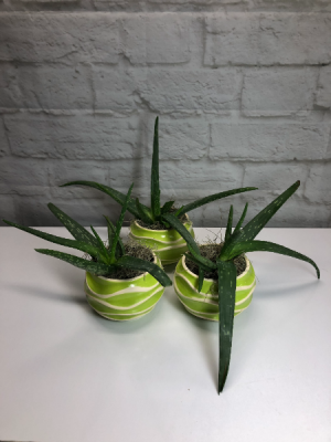 Aloe Vera in Groovy Green Pot in South Milwaukee, WI | PARKWAY FLORAL INC. Aloe Vera in Groovy Green Pot in South Milwaukee, WI | PARKWAY FLORAL INC.