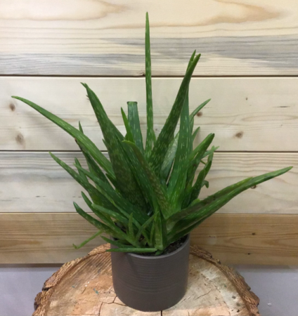 Aloe Vera Plant