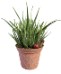 Aloe Vera Plant 