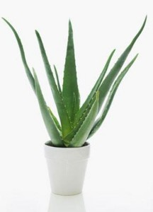 Aloe Vera Plant Potted Tropical Plant