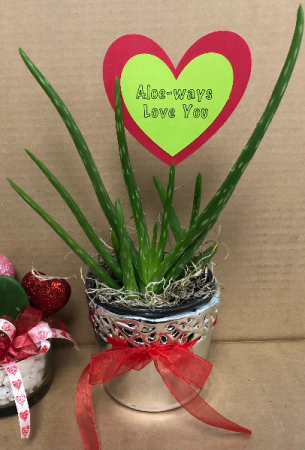 Aloe-ways love you May be added to floral order