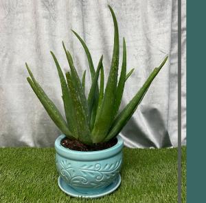 Aloe Vera Indian Healing Plant