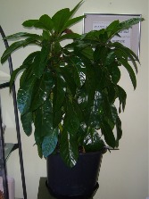 ALPINE SCHEFFLERA Indoor Plant