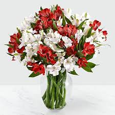 Alstromeria Allure