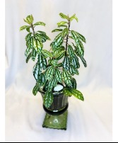 Aluminum Pilea in Green Vintage Glass House Plant