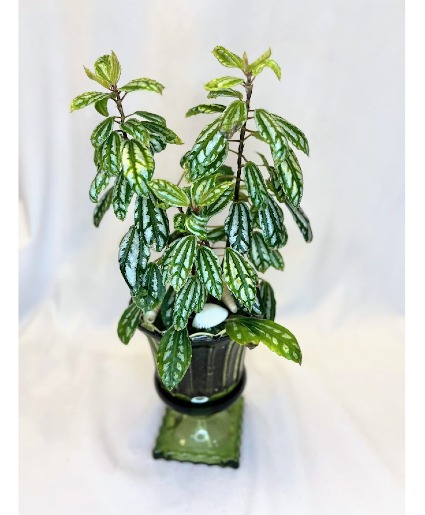 Aluminum Pilea in Green Vintage Glass House Plant