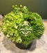 Always Green Flower Arrangement