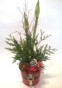 Amaryllis Plants