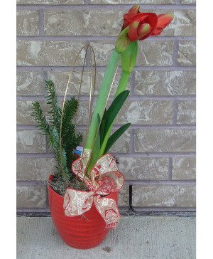 AMARYLIS PLANTER Flowering Plant