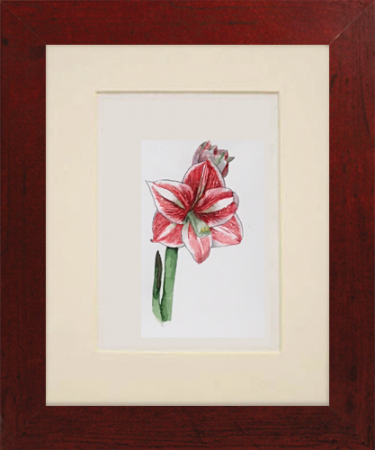 Amaryllis 