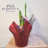 Amaryllis Plant