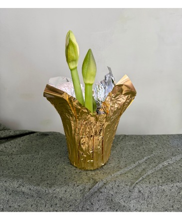 Amaryllis  in Warren, PA | VIRG-ANN FLOWER SHOP LLC.