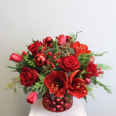 Amaryllis Adoration 