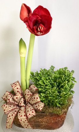 Amaryllis and Fern Double Plant Basket
