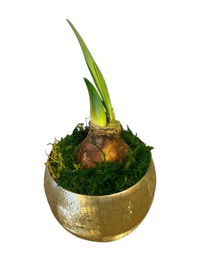 Amaryllis Bliss Bulb 