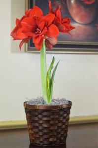 Amaryllis  Blooming Plant in Saint Simons Island, GA | A COURTYARD FLORIST