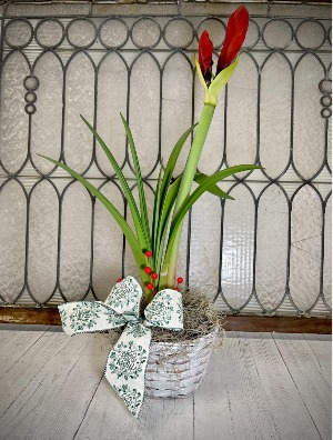 Amaryllis Blooming Plant