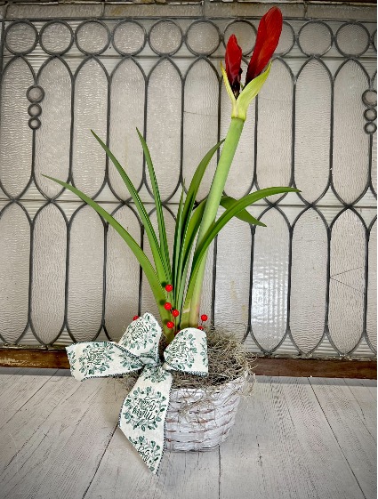 Amaryllis Blooming Plant