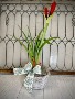 Amaryllis Blooming Plant