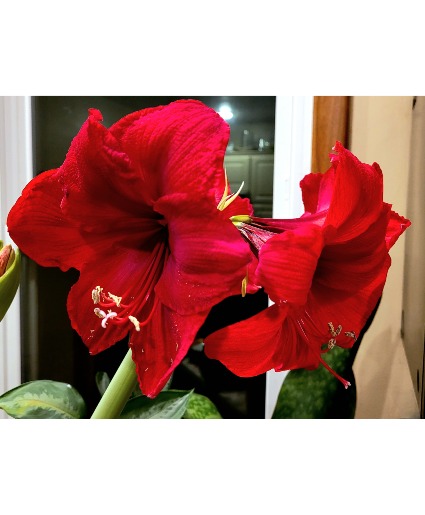 Amaryllis Blooming Plant
