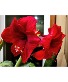 Amaryllis Blooming Plant