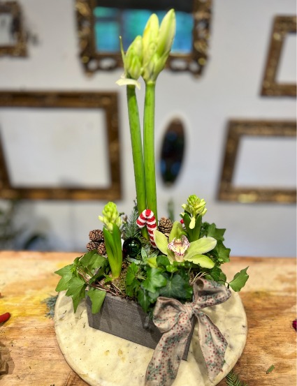 Amaryllis Box plant