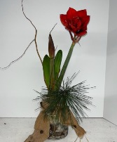 AMARYLLIS BULB IN RIVERROCK PLANT 