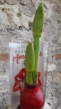 Amaryllis Bulb Waxed Plant  in Cambridge, ON | KELLY GREENS FLOWERS & GIFT SHOP