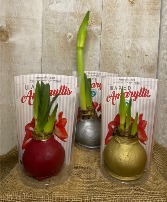 SPECIAL Seasonal SALE **Amaryllis Bulbs  waxed with integrated metal stand 
