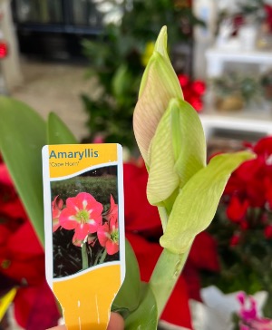 Amaryllis ‘Cape Horn’ 6” Potted Plant