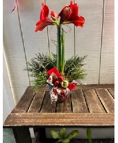 Amaryllis Decorated Blooming Plant