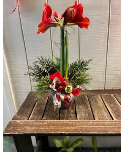 Amaryllis Decorated Blooming Plant