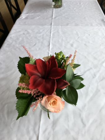 Amaryllis delight