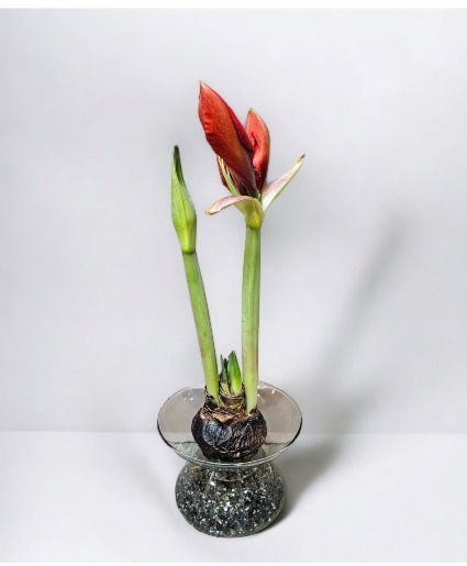 Amaryllis Elegance Bulb Plant