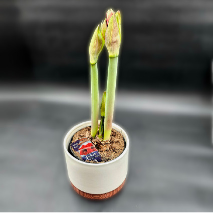 Amaryllis Flowering Plant