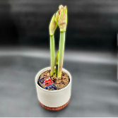 Amaryllis Flowering Plant