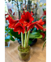 Amaryllis Flowering Plant