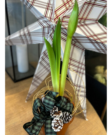 Amaryllis Flowering Plant in Darien, CT | DARIEN FLOWERS
