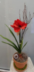 Red Amaryllis in Terra Cotta or Christmas Tin  Plant