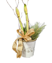 Amaryllis in Winter Tin 