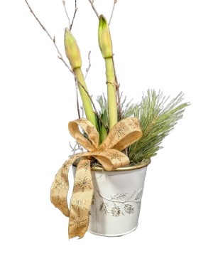 Amaryllis in Winter Tin 