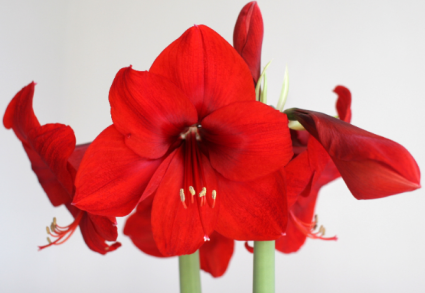 Amaryllis Bulb - Red - Red Heart LOOSE AMARYLLIS BULB READY TO BE PLANTED/FORCED.