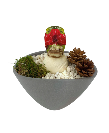 Amaryllis Medium Eillen - Grey Christmas Bulb