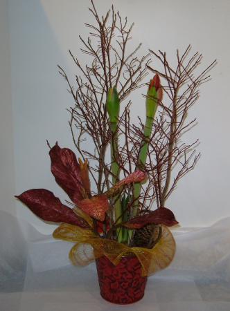 AMARYLLIS DRESSED IN RED Blooming Plant