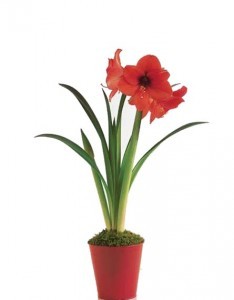 Amaryllis Plant 6